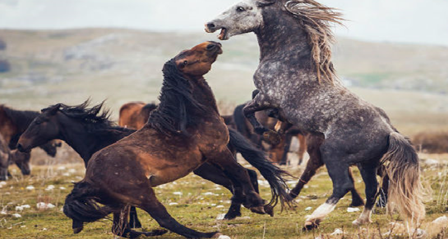 L’insolita storia dell’amicizia tra “Lupi di Livno” e i cavalli selvaggi delle alture bosniaco erzegovesi